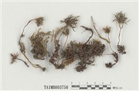 藏品(暖地大葉苔)的圖片